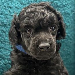 Happy - Blue female Poodle puppy in Athol, Massachusetts from DoeValley Standard Poodles
