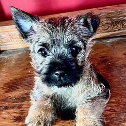 Cairn Terrier Puppies from Quiet Waters