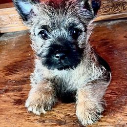 Cairn Terrier Puppies from Quiet Waters