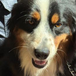 Bernard - Black tri male Miniature American Shepherd puppy in Jonesborough, Tennessee from Bouchard’s Best Shepherds
