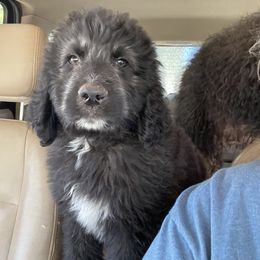Aussiedoodle, Poodle, and Saint Berdoodle Puppies from Remington Kennels, LLC