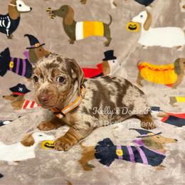 Chocolate and Tan Dapple Male Smooth Coat - Chocolate and tan male Dachshund puppy in Cleveland, Tennessee from Kelly's Doxie Farm
