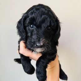 Oscar - Black male Goldendoodle puppy in Auburn, Indiana from Martin’s Doodles