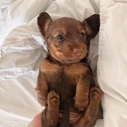 Bean - Chocolate and tan female Dachshund puppy in Tucson, Arizona from Tucson Dachshund Co.