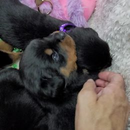 Boy 1 - Black and mahogany Rottweiler puppy in Cocoa, Florida from Space Coast Rottweilers