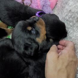Boy 1 - Black and mahogany Rottweiler puppy in Cocoa, Florida from Space Coast Rottweilers