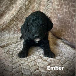 Ember - Black female Poodle puppy in Athens, Georgia from Alexander’s Standard Poodles