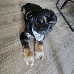 Archie - Cocker Spaniel