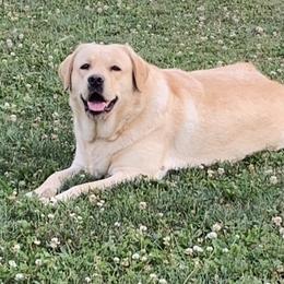Lou Lou - Labrador Retriever