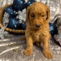 Gravy - Red  male Goldendoodle puppy in Rockville, Minnesota from Bracha Poodles & Doodles