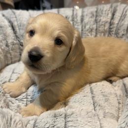 3rd Born ee Cream - Cream male Dachshund puppy in Rochester, Washington from Curtiss Dachshunds