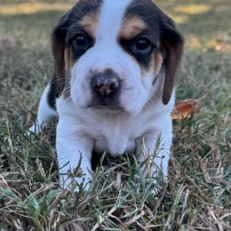 AKC Lynx - Black tan and white male Beagle puppy in Rogersville, Missouri from Hales Little Beagle Haven