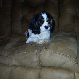 Mr. Freckles - Tri-color male Cavalier King Charles Spaniel puppy in Chattanooga, Tennessee from Oodles of Cuties!