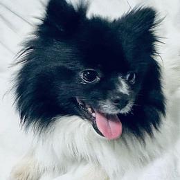 Cricket - Pomeranian