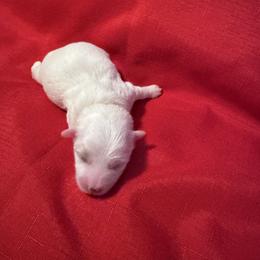 Boscoe - White male Coton de Tulear puppy in Timber, Oregon from Sterling’s Sweet Cotons