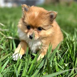 Ember - Orange female Pomeranian puppy in Davenport, Washington from Lovely Ladies and Little Asses Miniature Equines (L3A Pomeranians & Papillons)