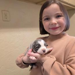 Nora - White and blue female Border Collie puppy in Ripley, Oklahoma from Adventure5 Border Collies