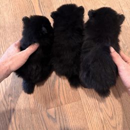 Pomeranian puppies from SelfiePoms