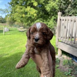 Cavapoo Puppies from Campbell Cavapoos