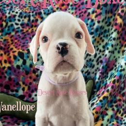 Vanellope - Boxer puppy in Tucson, Arizona from Desert Rose Boxers