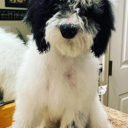 Bernedoodles, Goldendoodles, and Poodles from Dinoland Doodles