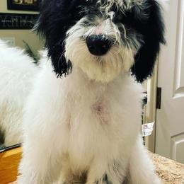 Bernedoodles, Goldendoodles, and Poodles from Dinoland Doodles