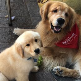 Golden Retrievers from Assurance Golden Retrievers