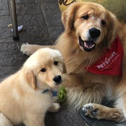 Golden Retrievers from Assurance Golden Retrievers