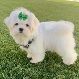 Boy 1 - White male Maltese puppy in Buckeye, Arizona from China dolls