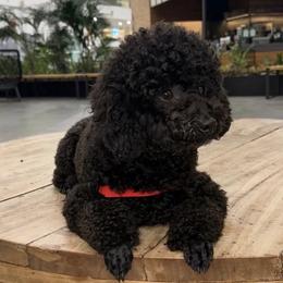 Poodles from AVCpoddles