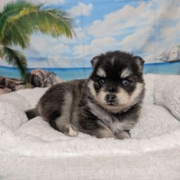 Dora - Black and white female Pomsky puppy in Spring Hill, Florida from www.PuppyTimeEmporium.com