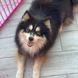Neko - Alaskan Klee Kai