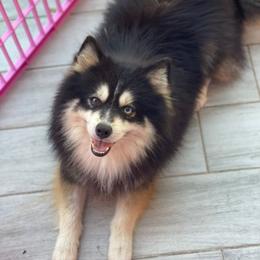 Neko - Alaskan Klee Kai
