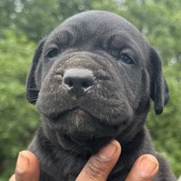 Cane Corso from Gentle giant kennels