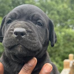 Cane Corso from Gentle giant kennels