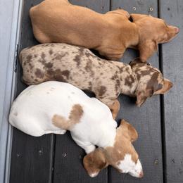 Dachshund Puppies from Alex Cartagena