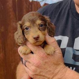 Charlie - Chocolate and cream male Dachshund puppy in Altus, Oklahoma from Johnson Prairie Pups