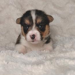 Casper - Black and tan male Pembroke Welsh Corgi puppy in Northwood, Iowa from Sorrel Sands Corgis