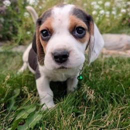 Patriot - Black tan and white male Beagle puppy in Colville, Washington from Rosehaven Homestead