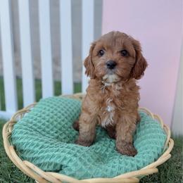 Biscuit - Red male Cavapoo puppy in Apache Junction, Arizona from Coffey House Doodles