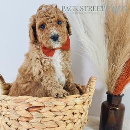Sparlygrackle - Apricot male Goldendoodle puppy in Paxville, South Carolina from Pack Street Pups