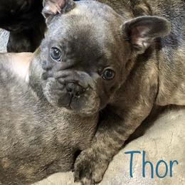 French Bulldog Puppies from Ponderosa Frenchies