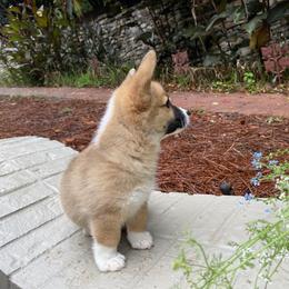 Pembroke Welsh Corgi Puppies from Dalton Family Corgis