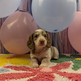 Aria - Chocolate and cream female Dachshund puppy in Dothan, Alabama from Hot Diggity Doxies of Dothan