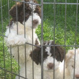 Lagotti Romagnoli from Buonamici Lagotto Romagnolo