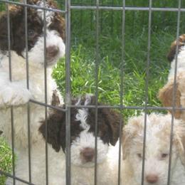 Lagotti Romagnoli from Buonamici Lagotto Romagnolo