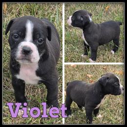 Violet - Brown brindle female Olde English Bulldogge puppy in Merrill, Michigan from Haase Family Kennels