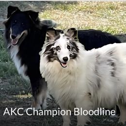 Shetland Sheepdog puppies from Buckeye Shelties