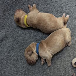 Dark blue - Golden male Golden Retriever puppy in Troy, Texas from R&R Goldens