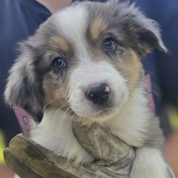 Miniature Australian Shepherd Puppies from D & L Mini Aussies